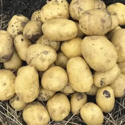 Фото объявления: 🥔 КАРТОФЕЛЬ СВЕЖИЙ УРОЖАЙ ОПТОМ ОТ ПРОИЗВОДИТЕЛЯ, Тульская область
