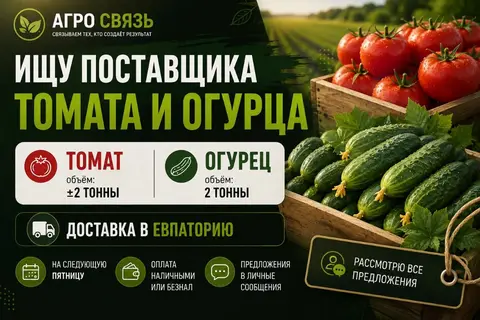 Фото объявления: 🍅 Ищем поставщика томата — около 2 тонн.