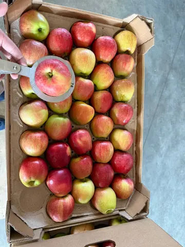 Фото объявления: 🍎Яблоко Гала🍎, Республика Адыгея
