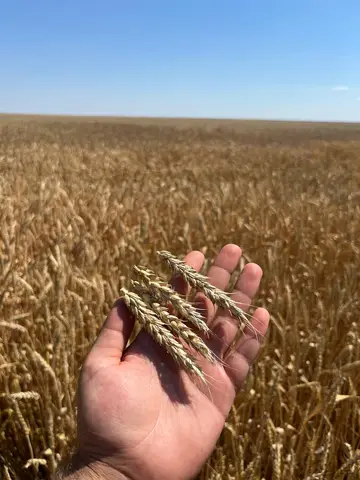 Фото объявления: - Пшеница 🌾🌾🌾, Волгоград