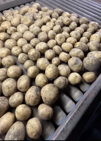 Фото объявления: Картофель ранний оптом от производителя, свежий урожай 2026. Картофель чистый. Качество отличное!, Нижний Н…