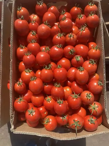Фото объявления: Помидор сорт Асвон🍅, Республика Крым