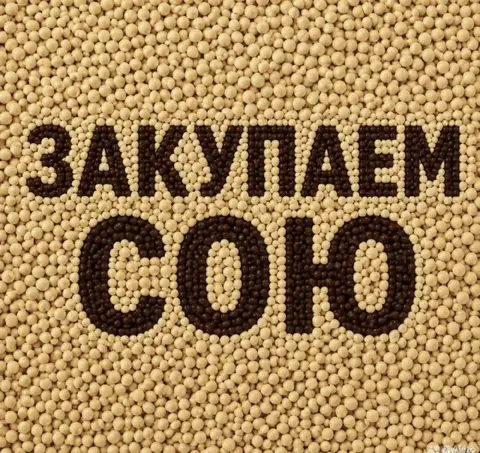 Фото объявления: КУПЛЮ СОЮ РАПС, Белгород