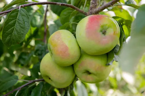Фото объявления: 🍏 🍏 🍏 🍏